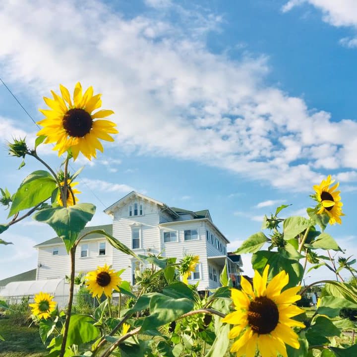 Sunflowers in the garden at the Dorothy Day House of Hospitality